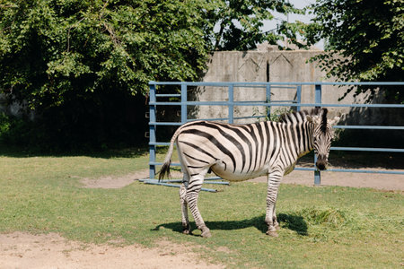 A zebra is chewing grass and looking at the cameraの写真素材