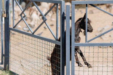 A black goat looks out from behind a fence on a farm