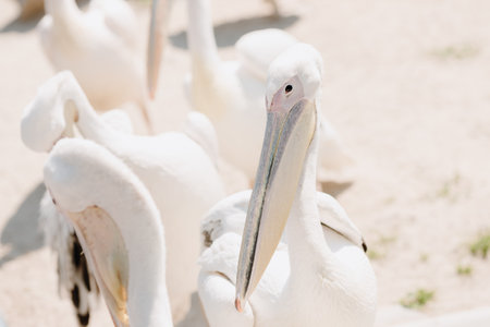 Big white pelicans on the background of sand. Close upの写真素材