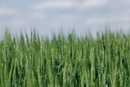 Green wheat in the field close-up against a cloudy blue skyの写真素材