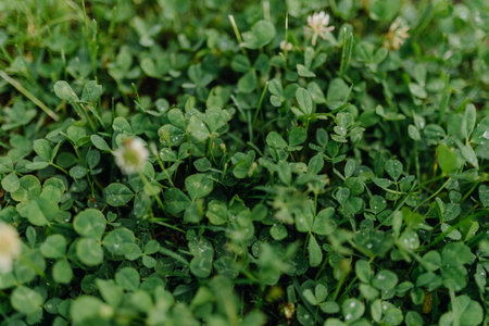 Clover in dew after rain in summer