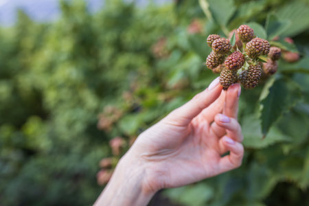 A young womans hand holds an unripe green blackberry on a green background. Place for textの写真素材
