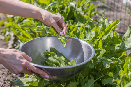 Fresh organic sorrel growing in the garden. A womans hand plucks a sorrel leaf from a garden bed and throws it into a metal bowl.の写真素材