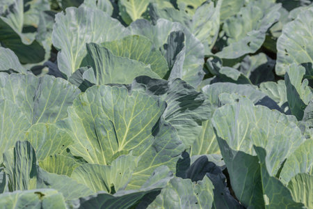 Cabbage leaves close-up. Cabbage grows in the garden. Agriculture. Healthy and healthy food for...