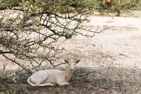 A serene deer rests under a tree, embodying tranquility amidst nature silent embrace. The scene exudes calm, capturing nature peaceful allureの写真素材