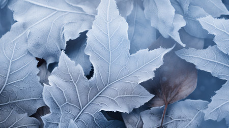 Delicate frost coats a collection of fallen leaves lying on a chilly ground, showcasing natureの素材