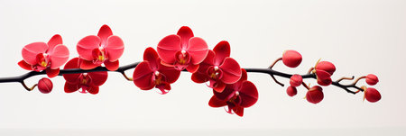 Vibrant red orchids are in full bloom, showcasing their stunning petals against a serene backdrop. The branch elegantly curves, enhancing the beauty of these exquisite flowers.の素材