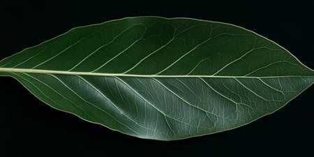 Captured beauty of a single green leaf showcasing intricate details and textures. Generative AIの素材