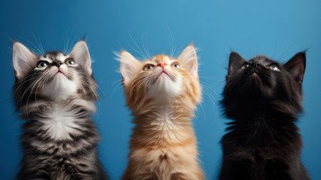 Three adorable kittens gaze upwards, their fluffy fur catching the light. Their playful expressions reflect a moment of curiosity and wonder, perfect for any cat lover's heart.の素材