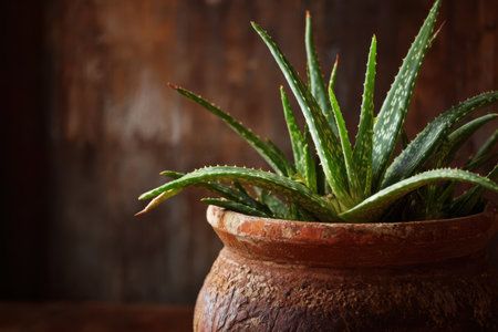 Macro view of vibrant aloe vera in a rustic terracotta pot against a warm textured backdropの素材