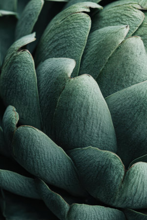 In a studio setting, a macro view reveals the delicate, layered texture of an artichoke leaf, artfully illuminated against a soft, minimal background highlighting its vibrant hues and patterns.の素材
