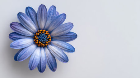 A stunning blue flower showcases its soft petals and bright orange center against a simple, light background, bringing elegance to the scene.の素材