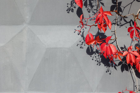 Bright red leaves cling to a branching vine, casting shadows on textured gray walls of an unfinished...