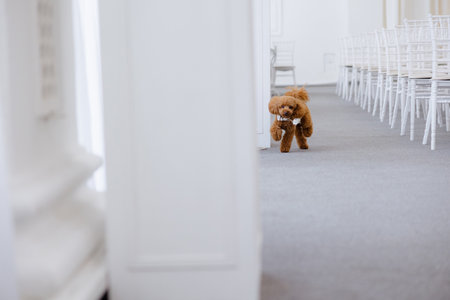 Fluffy companion strolls through a serene, softly lit venue on a calm afternoon