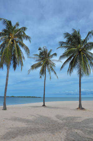 Coconut tree on the Beachの写真素材