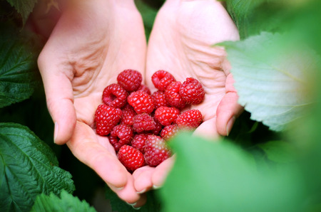 Ripe raspberries in her handsの写真素材