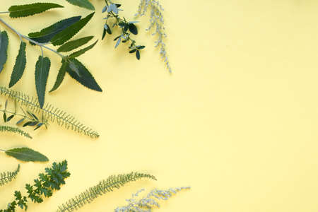 Spring and summer herbal plants on pale yellow paper background, closeup, top view, place for text.の写真素材