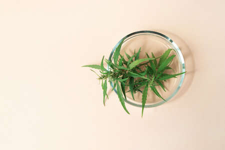 Laboratory transparent glass petri dish with cannabis leaves on powdery beige background top view,...