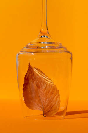 A beautiful autumn orange-brown leaf under an upside-down glass wineglass a bright yellow-orange background. Concept, front view. Beginning of autumn.の写真素材