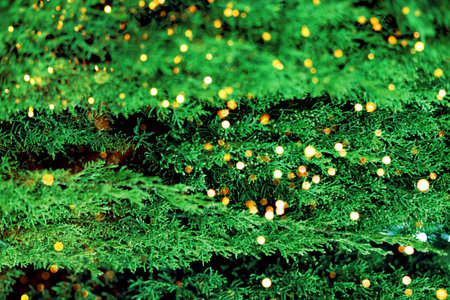 Green cypress juniper close-up, coniferous evergreen, natural organic background, thuja, perfect...