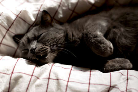 Gray cat sleeps sweetly on a cotton white bed in a checkered box, funny close-up concept of...