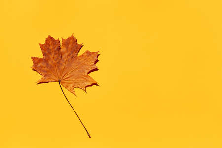 One autumn brown dry fallen maple leaf on an orange-yellow paper background with a place for an inscription on a bright sunny day, close-up top view. Concept for the beginning of autumn.の写真素材