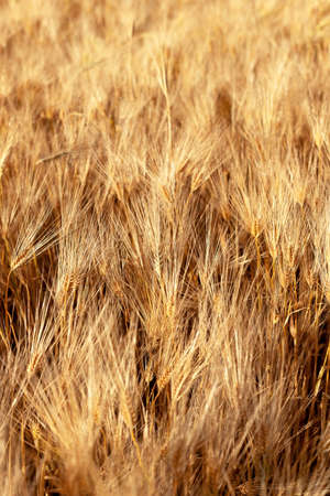 Golden spikelets of wheat on a background on a bright sunny day, the concept of the beginning of the harvest of cereals. Front view, natural background vertical arrangement.の写真素材