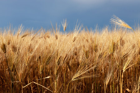 Golden spikelets of wheat on a background of blue sky on a bright sunny day, the concept of the beginning of the harvest of cereals. Front view, natural background.の写真素材