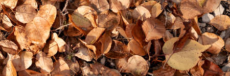 Banner fallen foliage of brown, orange and yellow colors on the ground in a beech forest, texture of autumn leaves, natural autumn background top view with place for text.の写真素材