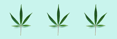 Seamless pattern banner beautiful fresh juicy green cannabis leaf close-up on a bright gentle mint background, top view, cbd. Natural wholesome healthy product. Medical marijuana.の写真素材