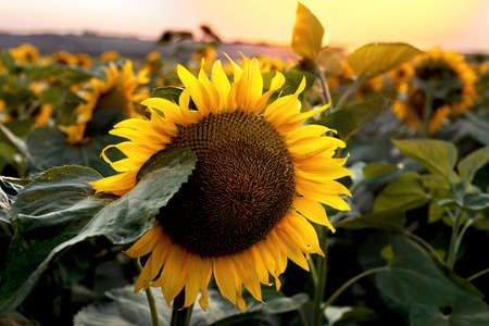 Close-up sunflower in the rays of the setting sun on an agricultural field. Summer harvest and production of seeds oilseed crop and vegetable oil.の写真素材