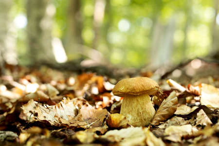 Large light brown boletus growing in the forest surrounded by fallen autumn oak and beech leaves, concept of organic healthy vegetarian food grown in the natural environment, front view close-up.の写真素材