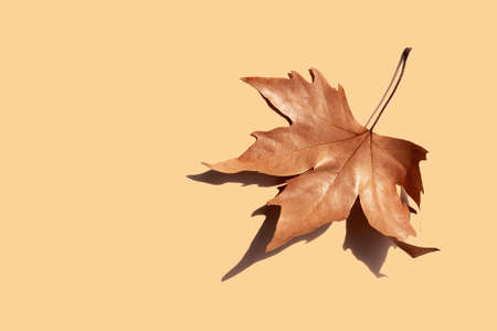One autumn brown dry fallen maple leaf sycamore on beige background with a beautiful shadow on a bright sunny day, copy space close-up. The concept of the beginning of autumn invitation card.の写真素材