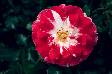 Close-up single big delicate rose hybrid, red white blooming semi-double rose flower isolated on dark an emerald green background, top view.の写真素材