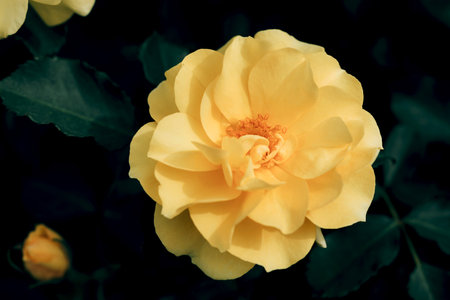 A large delicate flower of a yellow semi-double rose on an emerald green background close-up, macro.の写真素材