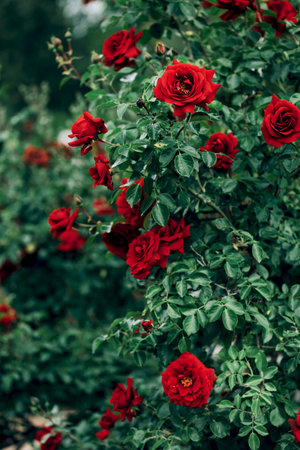 Bright red rose bush, beautiful natural pattern, dark green foliage and bright red flowers. Screensaver or postcard layout, vertical arrangement.の写真素材
