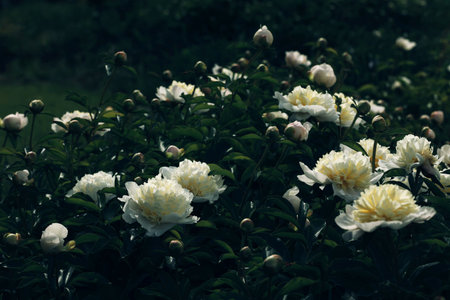 Terry white peonies. Large bush of white peonies in the garden, beautiful buds and flowers of Duchesse De Nemours peonies, beautiful natural background. Terry white peonies.の写真素材