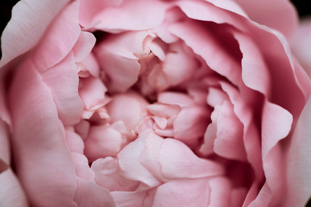 Beautiful terry soft pink peony top view with dew drops close-up, selective focus texture of delicate leaves. Background for card for mother's day, valentine's day, wedding invitation.の写真素材