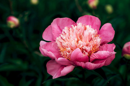 A large beautiful crimson pink peony flower with a terry core against a background of dark emerald green close-up, macro. Mother's day postcard or invitation template.の写真素材