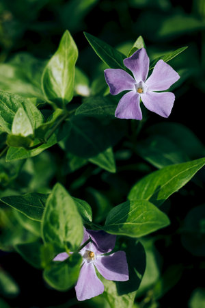 Delicate periwinkle flowers against the background of green juicy young foliage close-up with selective focus. Beautiful spring background vertical arrangement.の写真素材