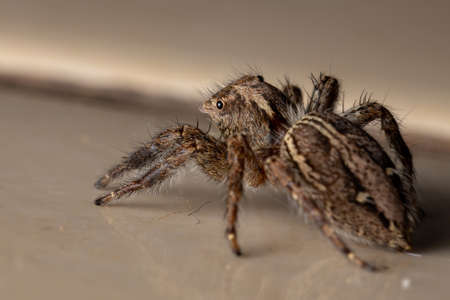 Pantropical Jumping Spider of the species Plexippus paykulli