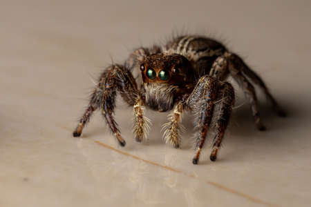 Pantropical Jumping Spider of the species Plexippus paykulliの写真素材