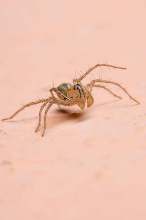 Lynx spider of the Genus Oxyopes