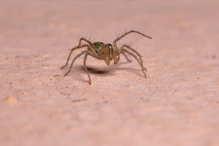 Lynx spider of the Genus Oxyopesの写真素材