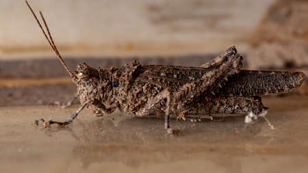 Short-horned Grasshopper of the Family Ommexechidaeの写真素材
