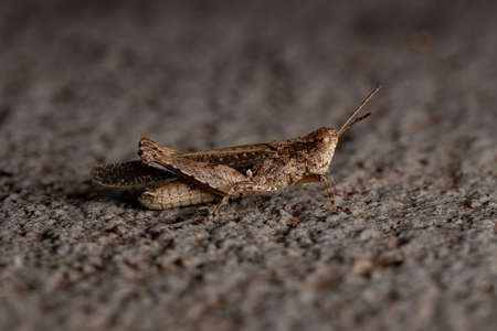 Stridulating Slant-faced Grasshopper of the Genus Orphulellaの写真素材