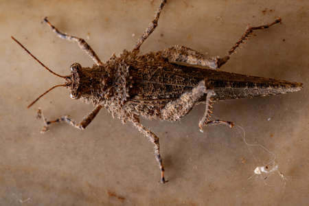 Short-horned Grasshopper of the Family Ommexechidaeの写真素材