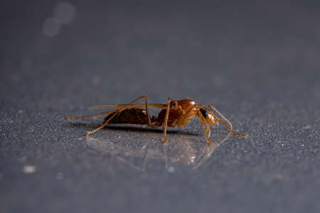 Carpenter Ant of the Genus Camponotusの写真素材