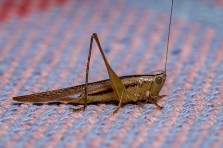 Long-horned Meadow Katydid of the species Conocephalus saltatorの写真素材