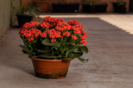 Flaming Katy of the species Kalanchoe blossfeldianaの写真素材